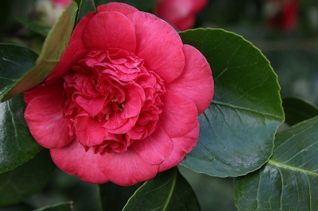 Безкоштовно завантажте Flower Pink Camelia - безкоштовну фотографію або зображення для редагування за допомогою онлайн-редактора зображень GIMP