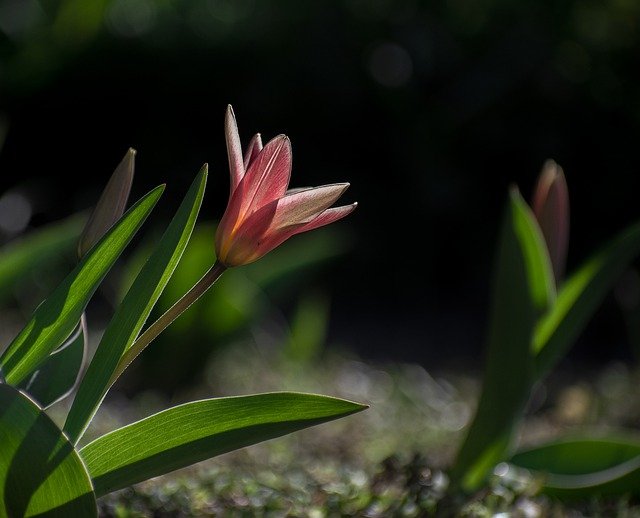 Free download flower pink flower garden dark free picture to be edited with GIMP free online image editor