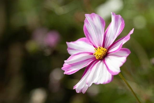 Free download flower pink flower nature close up free picture to be edited with GIMP free online image editor