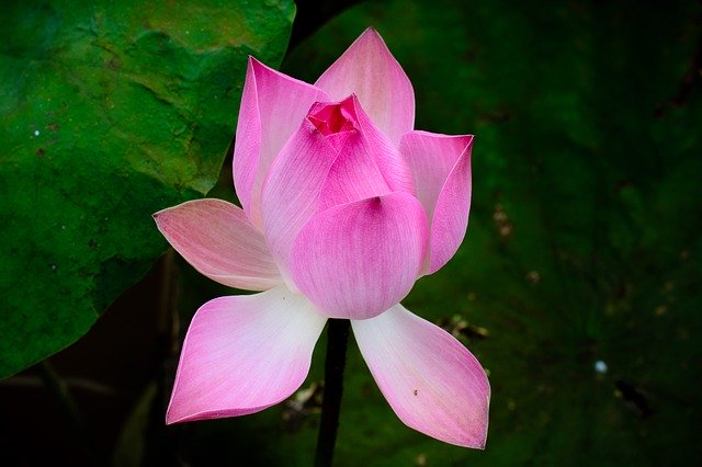 Free download Flower Pink Nelumbo Nucifera -  free photo or picture to be edited with GIMP online image editor