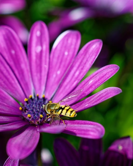 Free download flower plant bee pollen free picture to be edited with GIMP free online image editor