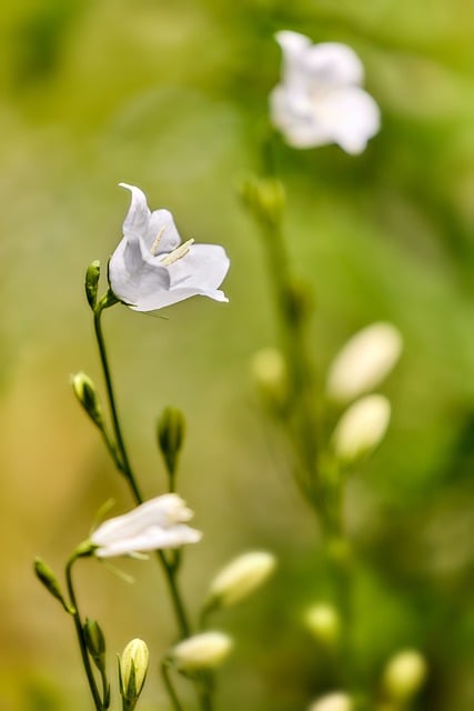 Free download flower plant bellflower blossom free picture to be edited with GIMP free online image editor