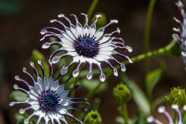 Free download flower plant blossom bloom flora free picture to be edited with GIMP free online image editor