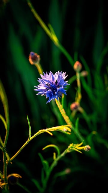 Free download flower plant blossom bloom meadow free picture to be edited with GIMP free online image editor