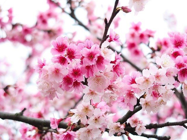 Free download Flower Plant Cherry Blossom -  free photo or picture to be edited with GIMP online image editor