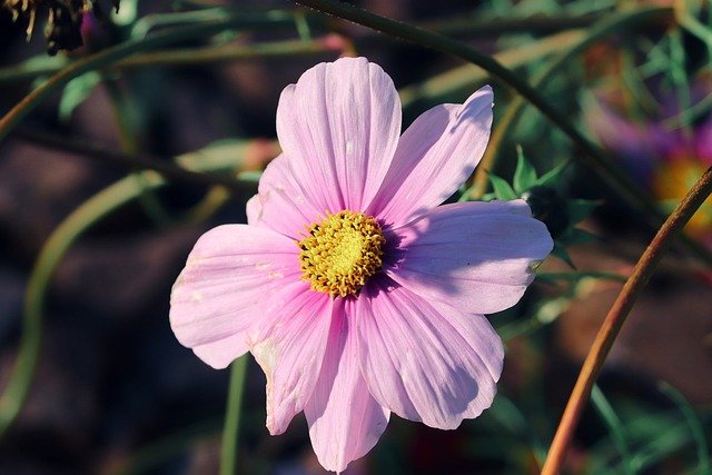 Free download flower plant cosmea free picture to be edited with GIMP free online image editor