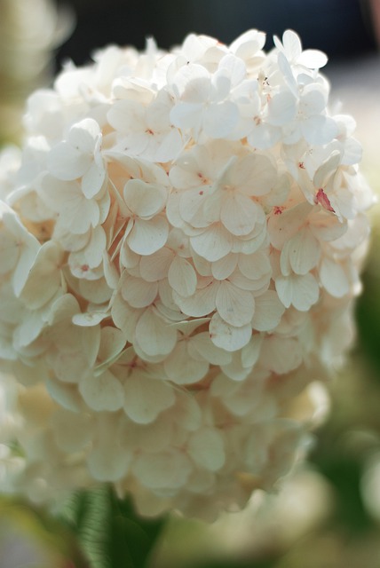 Bezpłatne pobieranie kwiatów roślina flora natura kwitną darmowe zdjęcie do edycji za pomocą bezpłatnego edytora obrazów online GIMP