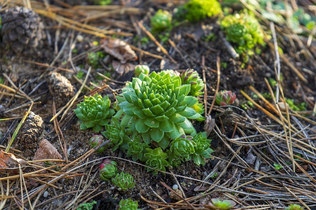 Free download flower plant green forest nature free picture to be edited with GIMP free online image editor