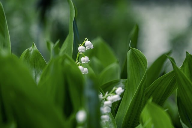 Free download flower plant leaf outdoors free picture to be edited with GIMP free online image editor