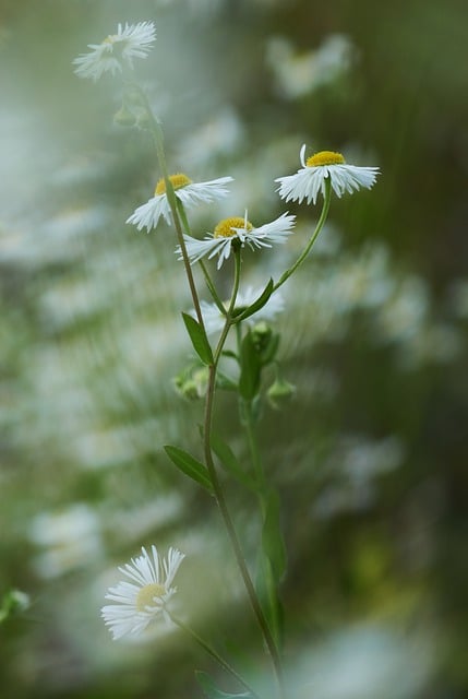 Free download flower plant margarite weed flora free picture to be edited with GIMP free online image editor