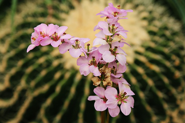 Free download flower plant nature garden free picture to be edited with GIMP free online image editor