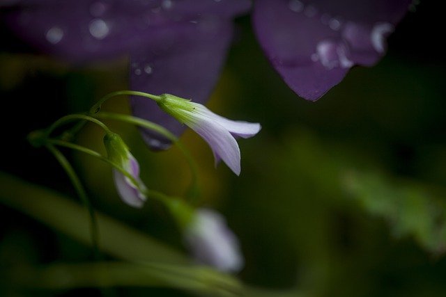 Free download flower plant nature purple flower free picture to be edited with GIMP free online image editor