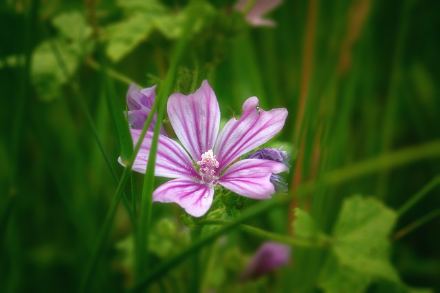 Free download flower plants blossom bloom light free picture to be edited with GIMP free online image editor