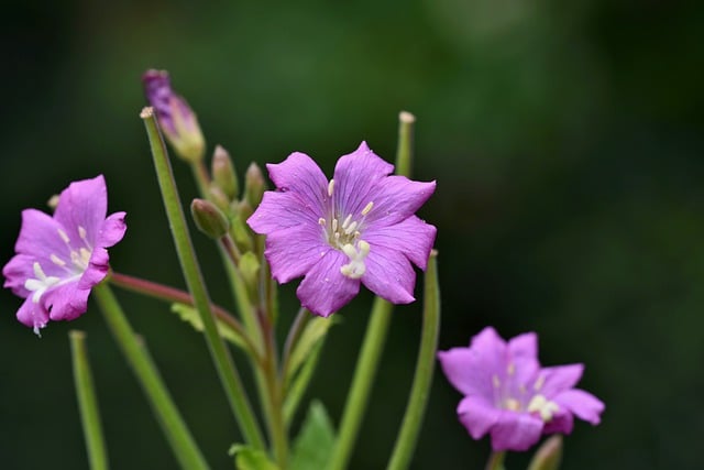 Free download flower plant shaggy willowherb free picture to be edited with GIMP free online image editor