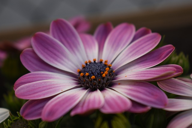 Free download flower plants marguerite petals free picture to be edited with GIMP free online image editor