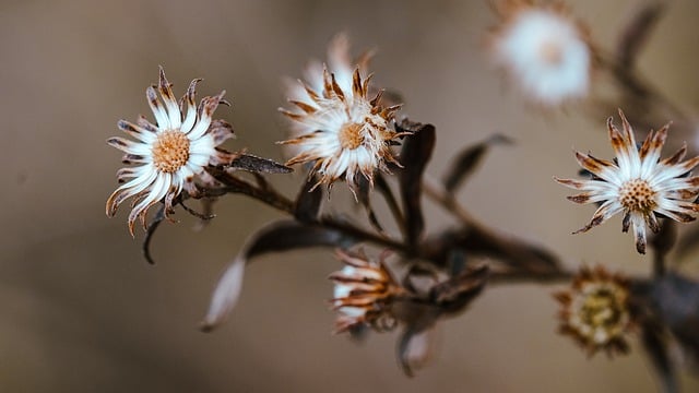 Free download flower plants meadow grass autumn free picture to be edited with GIMP free online image editor