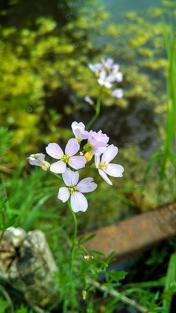 Free download Flower Plants Pond -  free photo or picture to be edited with GIMP online image editor