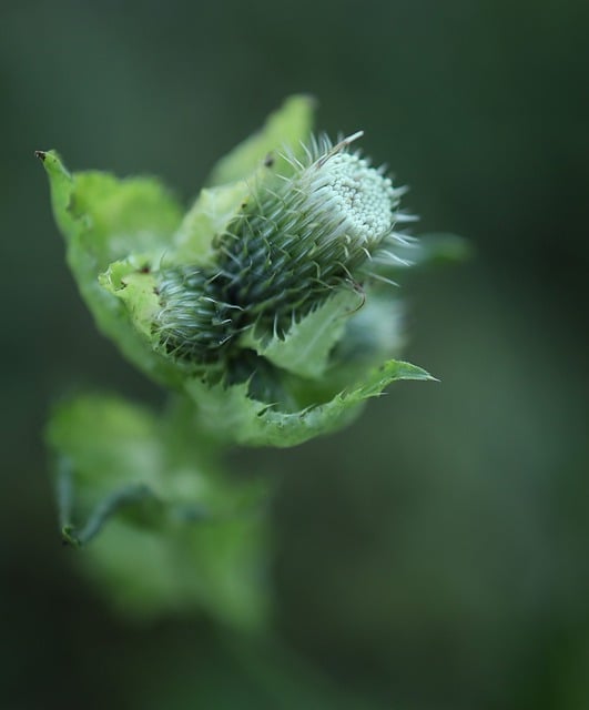 Free download flower plant spur macro close up free picture to be edited with GIMP free online image editor