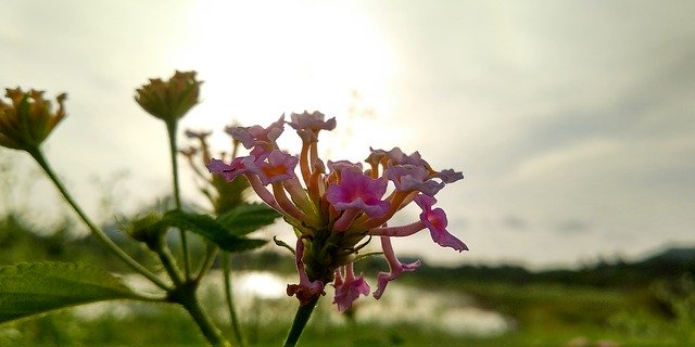 Free download Flower Plants Sunset -  free photo or picture to be edited with GIMP online image editor