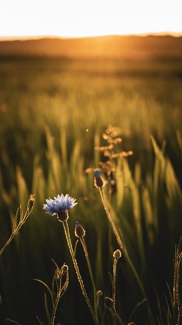 Free download flower plant sunset field sunshine free picture to be edited with GIMP free online image editor