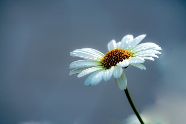 Free download flower plant white flower gujeolcho free picture to be edited with GIMP free online image editor