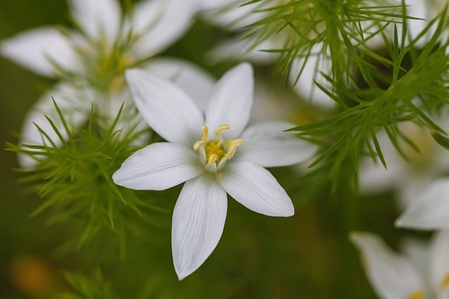 Free download flower plant white petals close up free picture to be edited with GIMP free online image editor