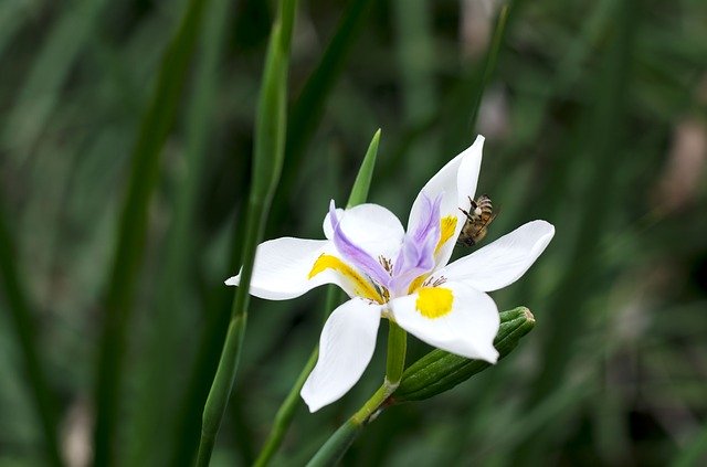 Free download Flower Plant Wildlife -  free photo or picture to be edited with GIMP online image editor