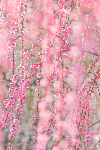 Free download flower plum blossom botany bloom free picture to be edited with GIMP free online image editor