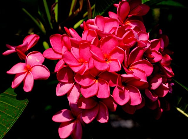 Free download flower plumeria flora nature free picture to be edited with GIMP free online image editor