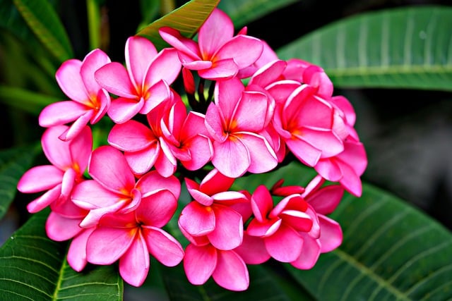 Free download flower plumeria frangi pani flora free picture to be edited with GIMP free online image editor