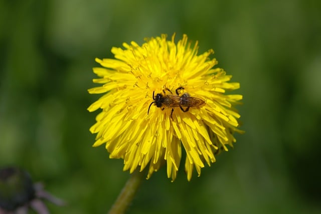 Free download flower pollination dandelion botany free picture to be edited with GIMP free online image editor