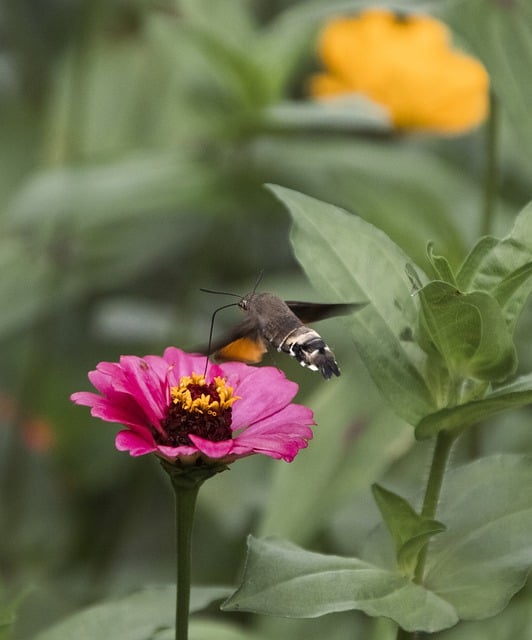 Free download flower pollination entomology free picture to be edited with GIMP free online image editor