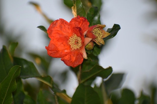 Free download Flower Pomegranate Nature -  free photo or picture to be edited with GIMP online image editor