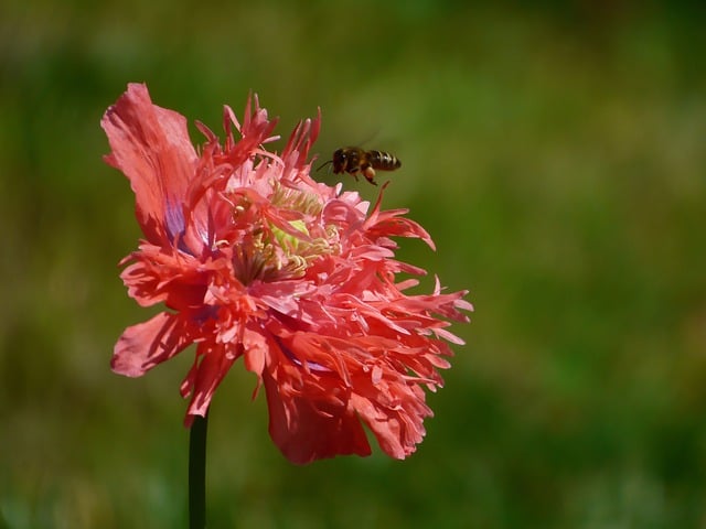 Free download flower poppy bee insect corn poppy free picture to be edited with GIMP free online image editor