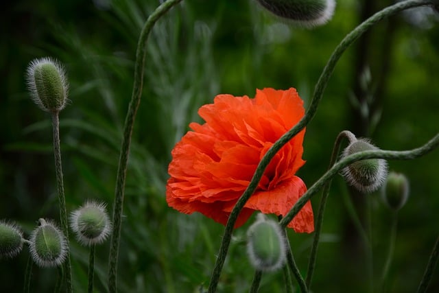 Free download flower poppy buds flora botany free picture to be edited with GIMP free online image editor