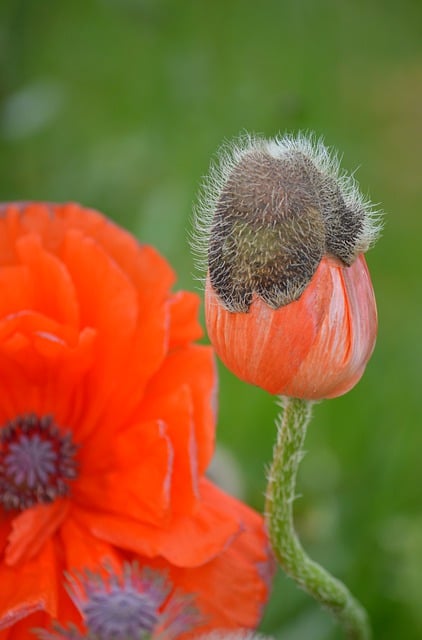 Free download flower poppy bud to flourish free picture to be edited with GIMP free online image editor