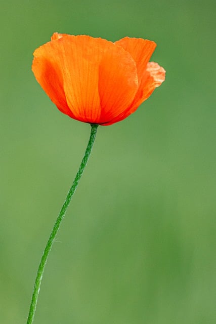 Free download flower poppy close up plant petals free picture to be edited with GIMP free online image editor