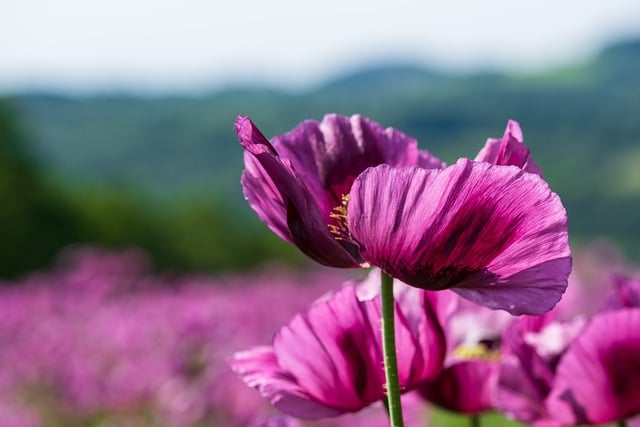 Free download flower poppy flower blossom bloom free picture to be edited with GIMP free online image editor