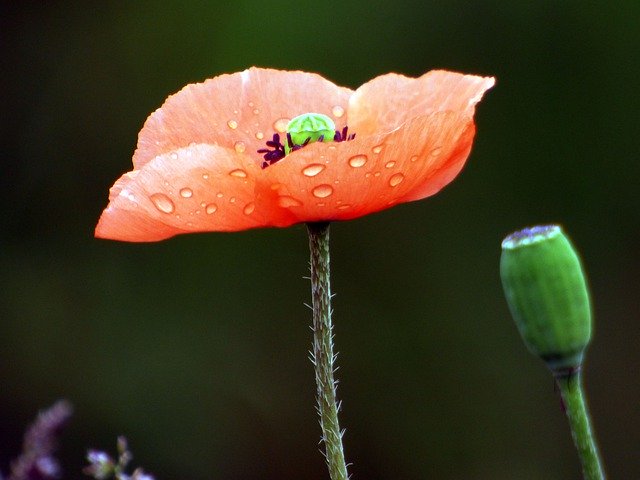 Free download Flower Poppy Nature -  free photo or picture to be edited with GIMP online image editor