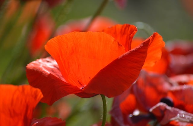 Free download flower poppy red flowers red poppy free picture to be edited with GIMP free online image editor