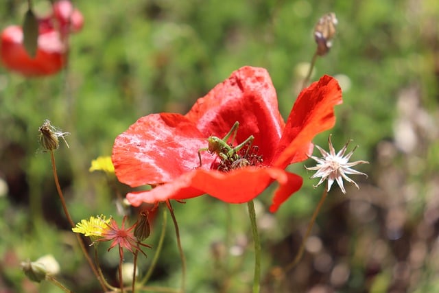 Free download flower poppy red petals nature free picture to be edited with GIMP free online image editor