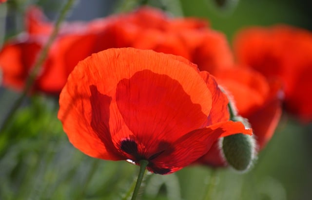 Free download flower poppy red poppy bud blooms free picture to be edited with GIMP free online image editor