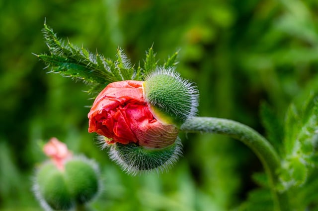 Free download flower poppy spring flora plant free picture to be edited with GIMP free online image editor