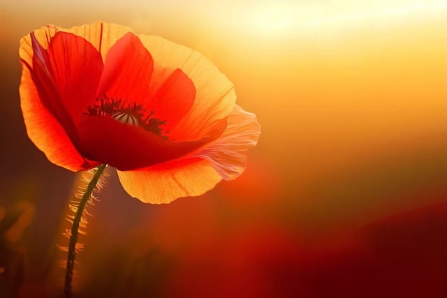 Free download flower poppy sunset petals flora free picture to be edited with GIMP free online image editor