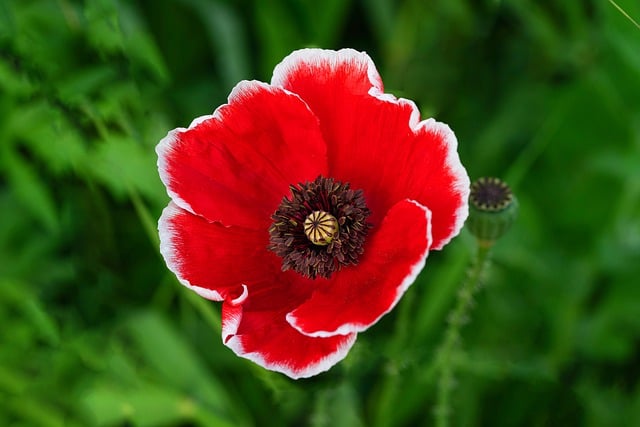 Free download flower poppy wildflower plant free picture to be edited with GIMP free online image editor