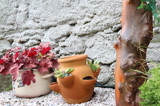 ดาวน์โหลด Flowerpot Flowers Plants ฟรี - ภาพถ่ายหรือภาพฟรีที่จะแก้ไขด้วยโปรแกรมแก้ไขรูปภาพ GIMP ออนไลน์