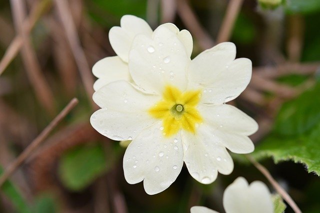 Free download Flower Primrose Spring -  free photo or picture to be edited with GIMP online image editor