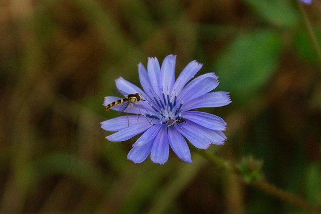 Free download Flower Purple -  free photo or picture to be edited with GIMP online image editor