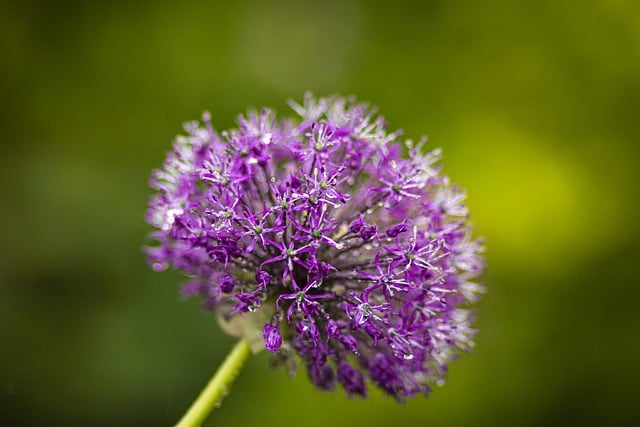 Free download flower purple flower spring nature free picture to be edited with GIMP free online image editor