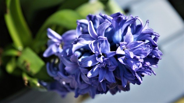 Free download Flower Purple Hyacinth -  free photo or picture to be edited with GIMP online image editor